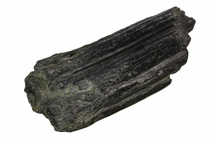 Pleistocene Aged Fossil Horse Tooth - Florida #123267